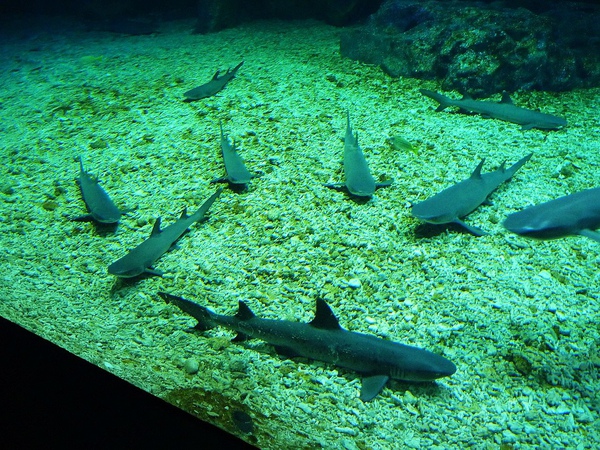 一度讓我以為是假模型的鯊魚