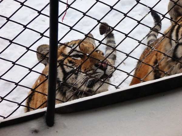因為有人買牛肉條，所以這隻東北虎正在伺機行動