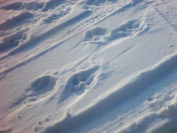雪地上的東北虎腳印