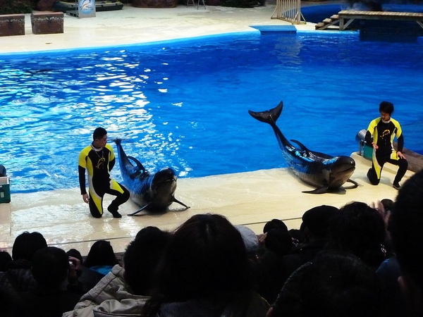 首先上場的是偽虎鯨