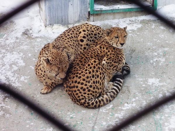 獵豹，我在想～獵豹有再那麼冷的環境下生活嗎？