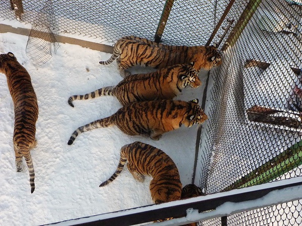 剛看到這三隻東北虎的動作笑了出來