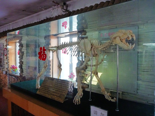 東北虎的骨骼