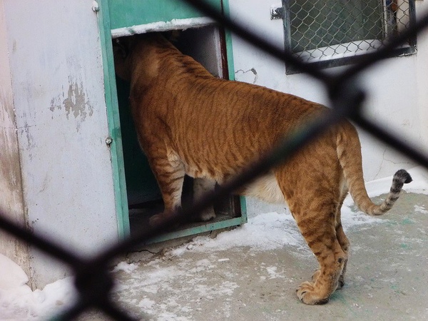 這隻是獅子跟老虎交配出來的「獅虎」，又稱為「彪」