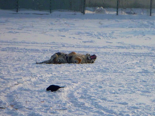 這隻東北虎應該是在搔癢吧！
