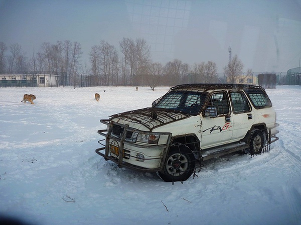因為有人花錢買雞餵食，所以另一輛餵食吃開了過來