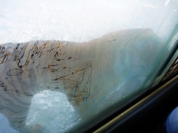 車深旁突然出現一隻東北虎