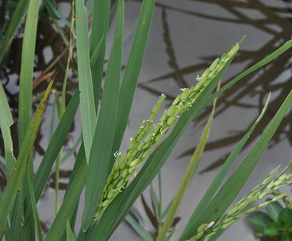 101水稻 13 101水稻 13