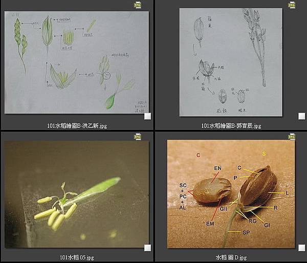 101水稻繪圖-02