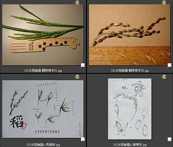 101水稻繪圖-01