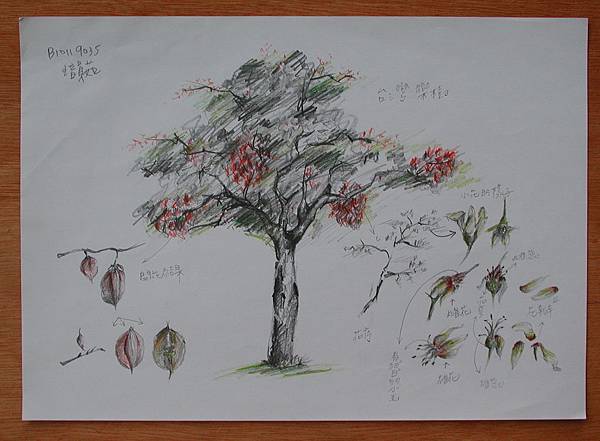 台灣欒樹--王韻茹