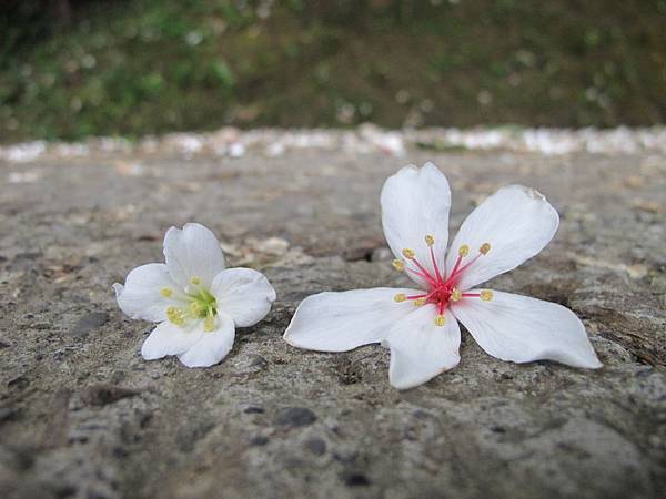 IMG_3520.JPG IMG_3520.JPG