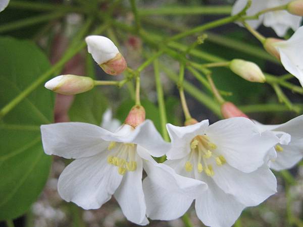 IMG_3537.JPG IMG_3537.JPG