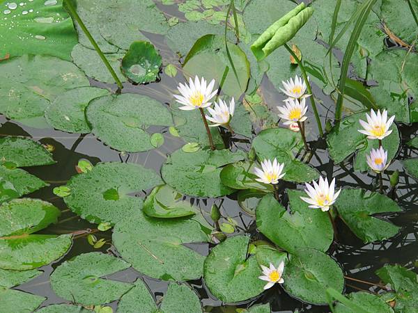 IMG_3654.JPG IMG_3654.JPG