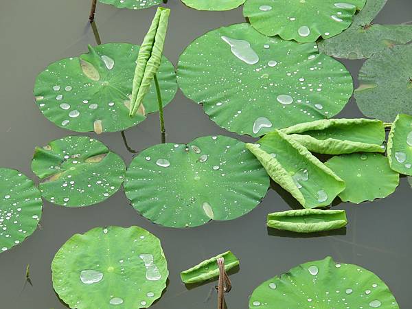 IMG_3655.JPG IMG_3655.JPG