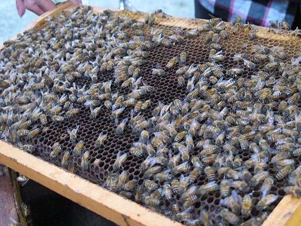 IMG_3720.JPG IMG_3720.JPG