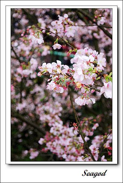 天元宮櫻花 天元宮櫻花