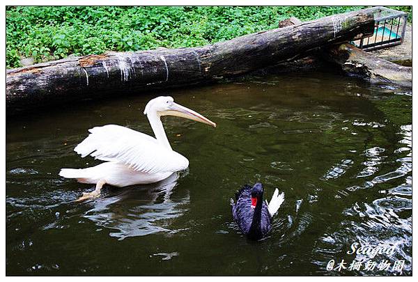 台北市立動物園