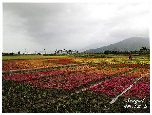 阿漾花海 阿漾花海