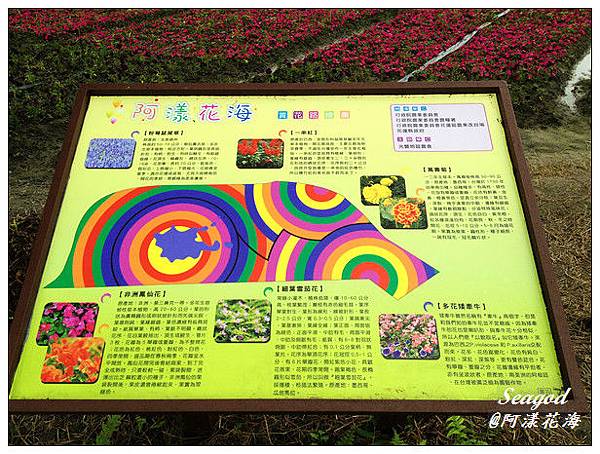 阿漾花海 阿漾花海