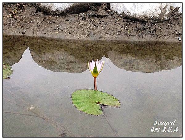 阿漾花海