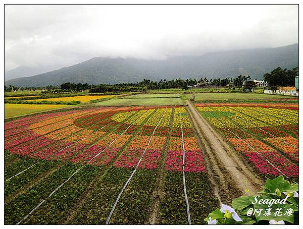 阿漾花海 阿漾花海
