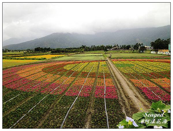 阿漾花海