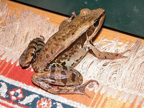 swinhoe_frog swinhoe_frog