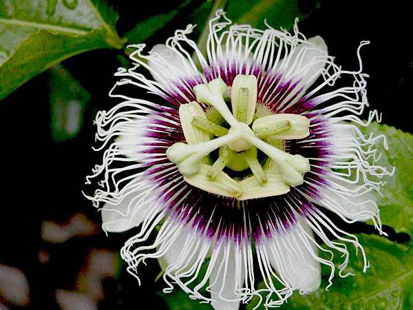 gooseberry_flower gooseberry_flower