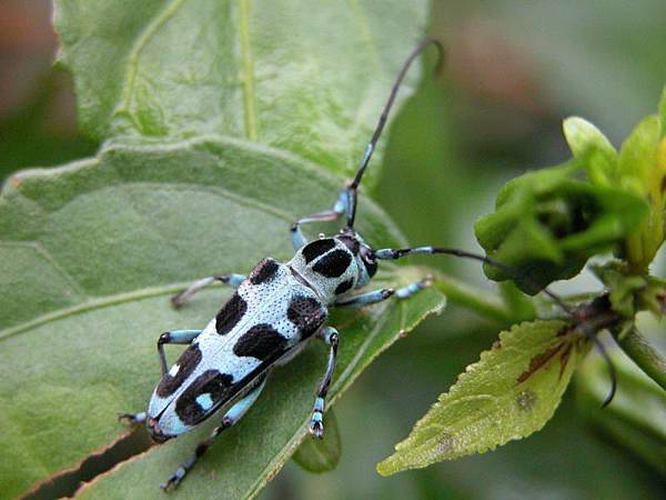 swinhoe_beetle swinhoe_beetle