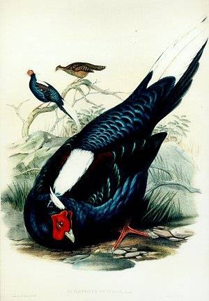 Lophura_swinhoii Lophura_swinhoii