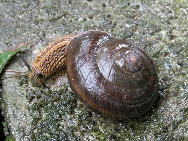 swinhoe_snail swinhoe_snail