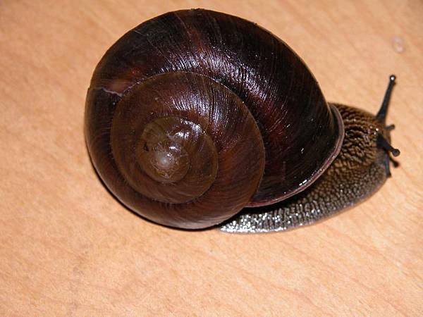 swinhoe_snail_2 swinhoe_snail_2