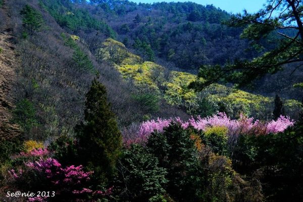 武陵櫻花15