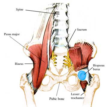 iliopsoas-bursa.jpg