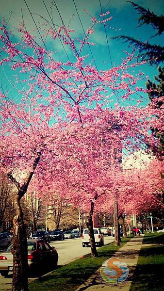 3月超美的櫻花  路邊到處都是 何必人擠人