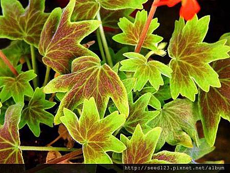 Vancouver%20Centennial1 Vancouver%20Centennial1