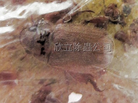 黑皮蠹或小圓皮蠹 黑皮蠹或小圓皮蠹