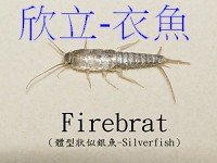 衣魚 衣魚