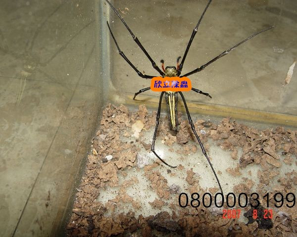 鬼脸蜘蛛