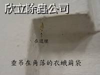 衣蛾繭袋 衣蛾繭袋