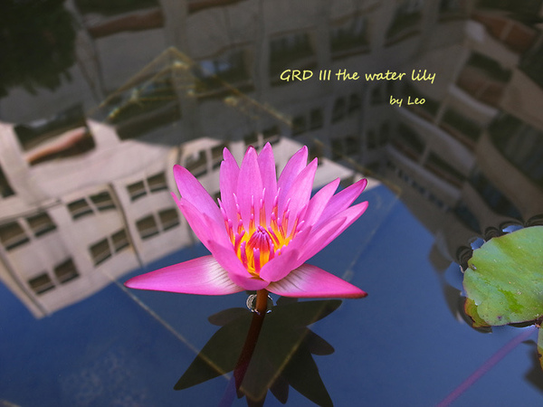 2009.10.21 - water lily