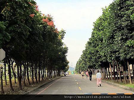 2011_台北大學 台灣欒樹 (5)_調整大小.JPG 2011_台北大學 台灣欒樹 (5)_調整大小.JPG