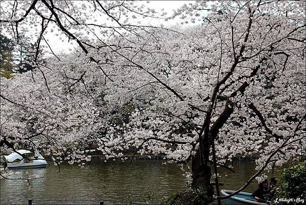 2013 東京賞櫻- (1) 2013 東京賞櫻- (1)