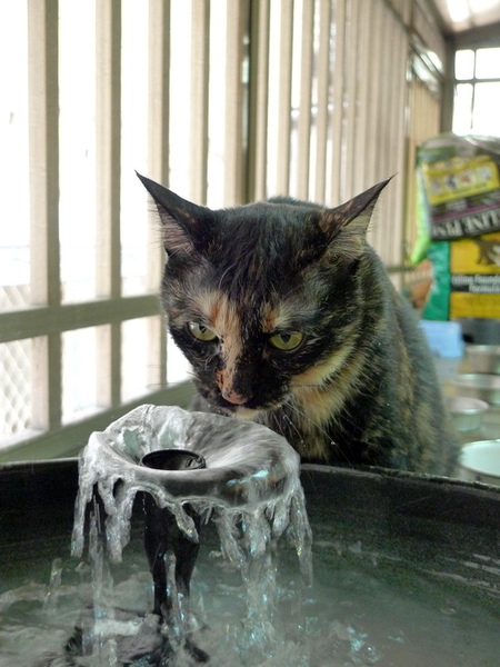 怪怪-喝水-1.jpg 怪怪-喝水-1.jpg