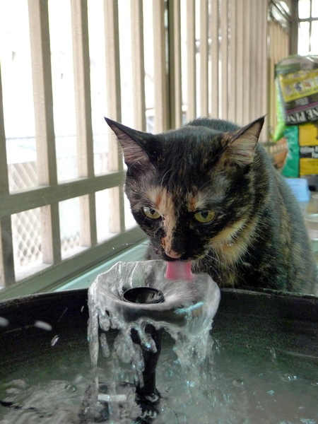 怪怪-喝水-2.jpg 怪怪-喝水-2.jpg