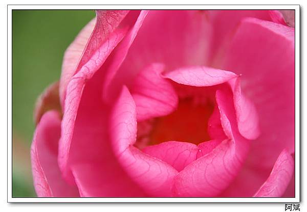 IMG_2517 IMG_2517