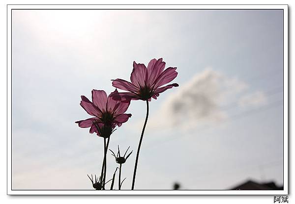 IMG_3238 IMG_3238