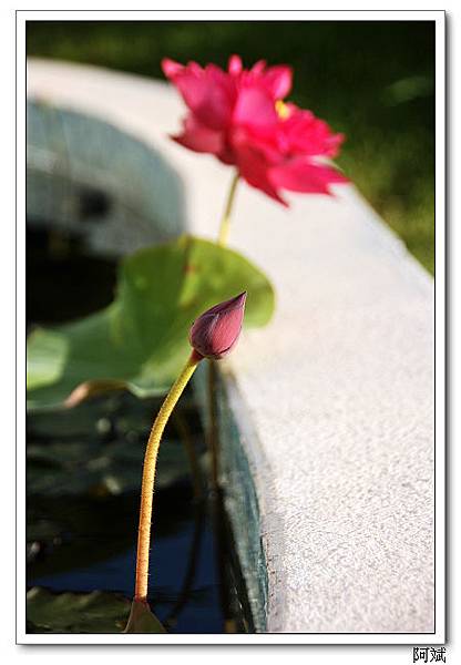 IMG_4733 IMG_4733