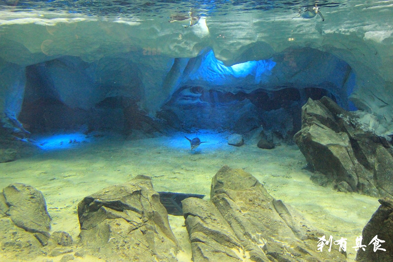 【澳洲】[黄金海岸] 有企鹅 北极熊 海豚 跟芝麻